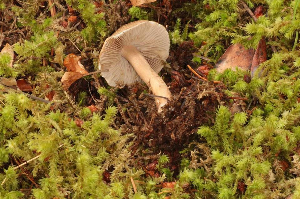 Inocybe subcarpta image