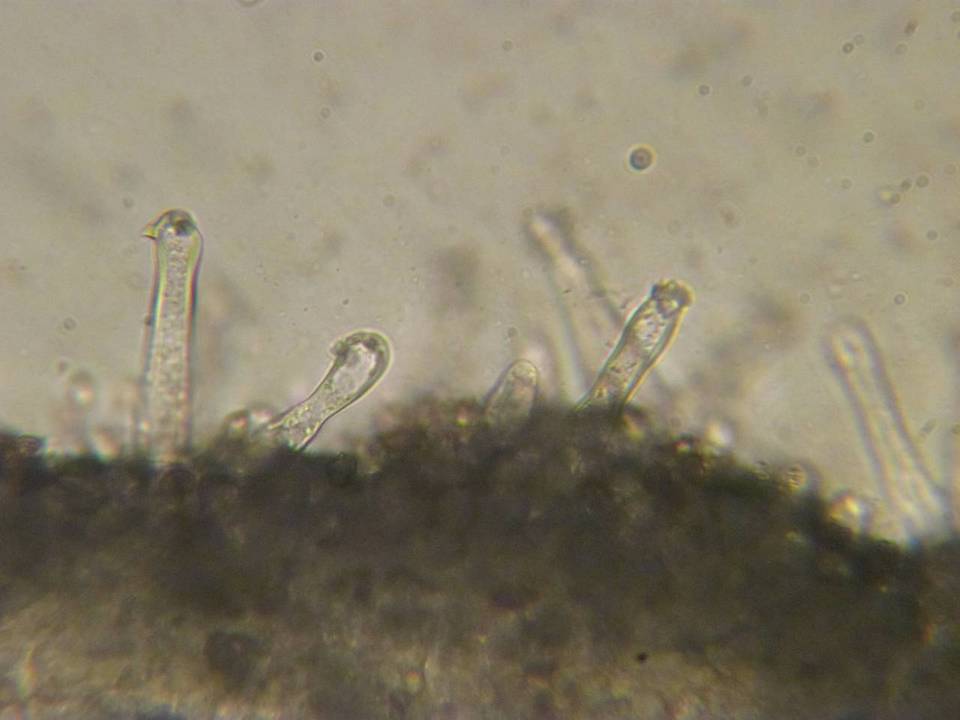 Inocybe subcarpta image