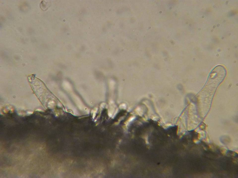 Inocybe subcarpta image