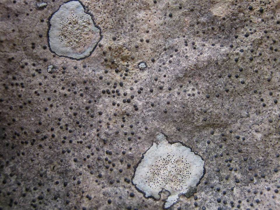 Clauzadea image