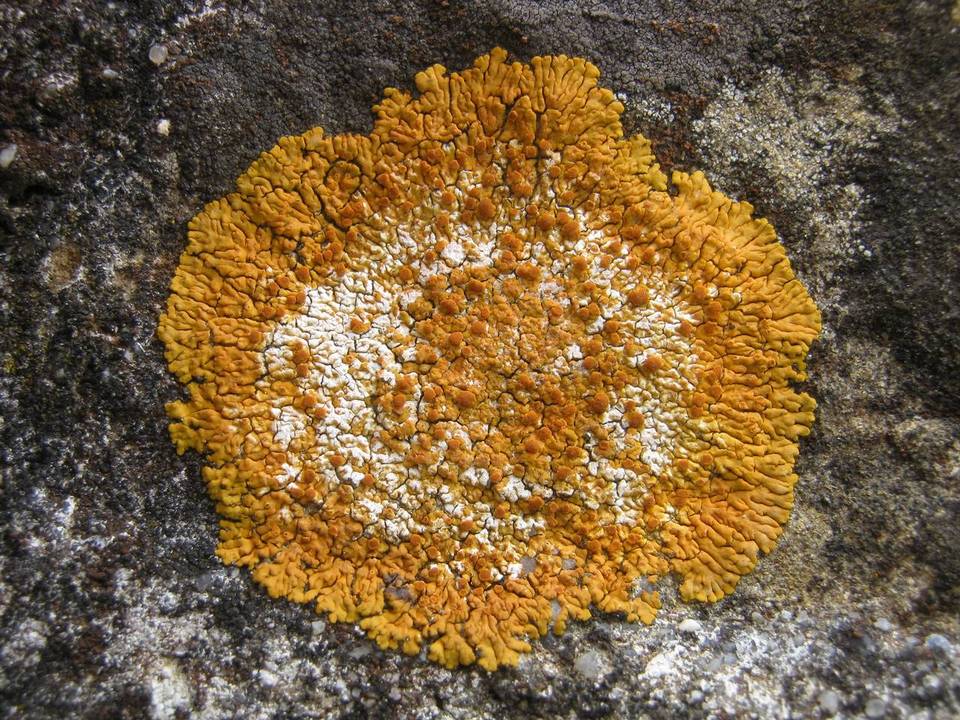 Caloplaca flavescens image
