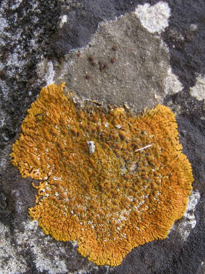 Caloplaca crenularia image