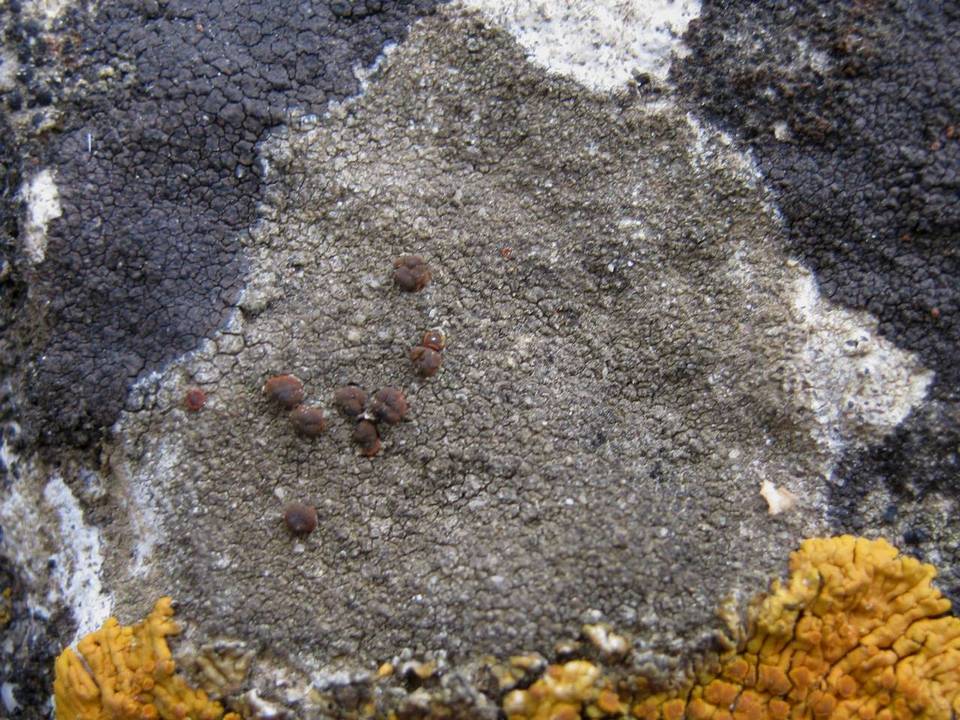 Caloplaca crenularia image