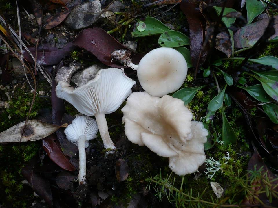 Clitocybe agrestis image