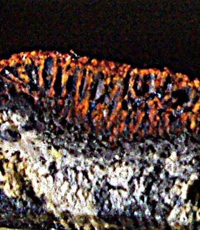 Hypoxylon haematostroma image