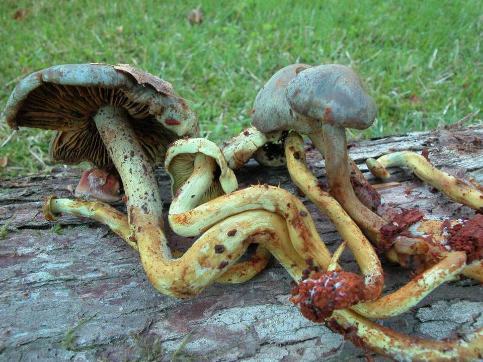 Gymnopilus punctifolius image