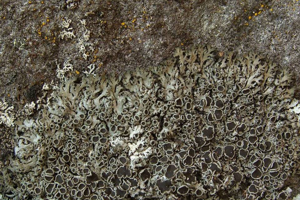 Phaeophyscia decolor image