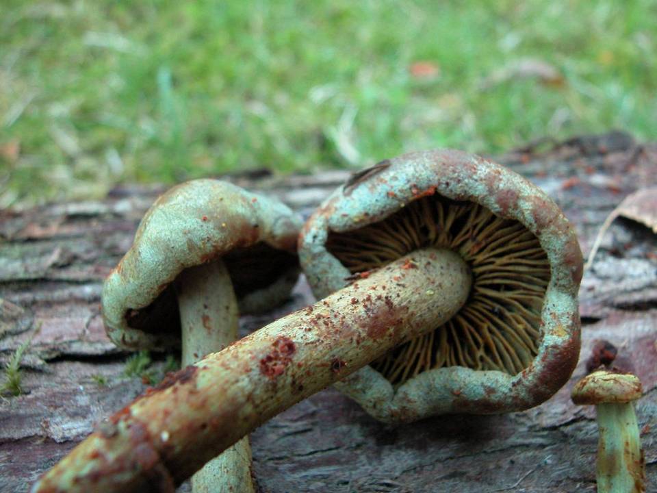 Gymnopilus punctifolius image