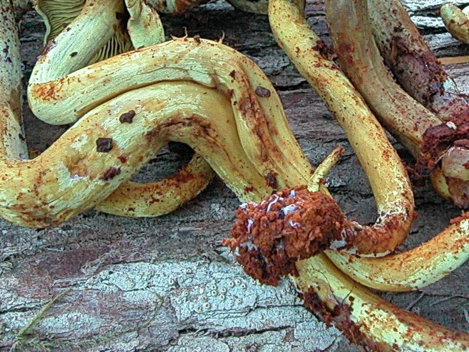Gymnopilus punctifolius image