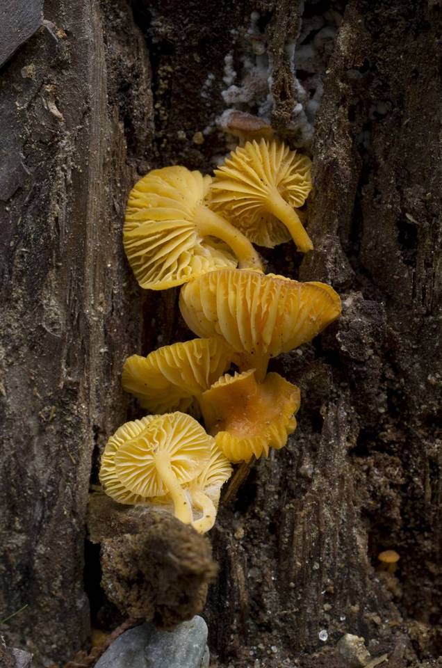 Chrysomphalina aurantiaca image