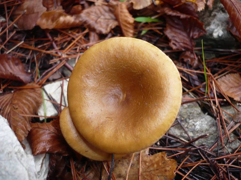 Clitocybe costata image