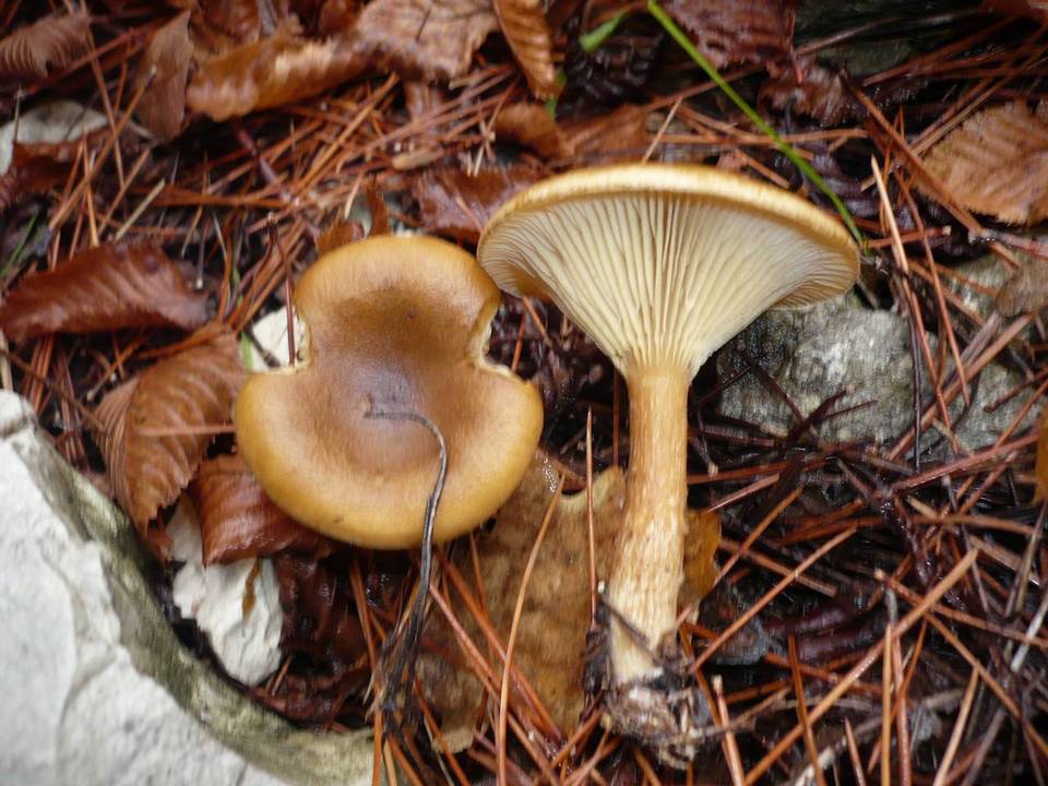 Clitocybe costata image