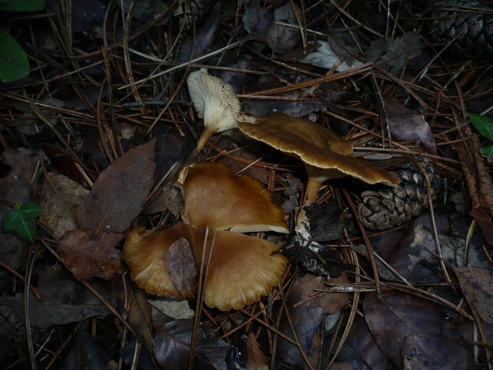 Clitocybe costata image