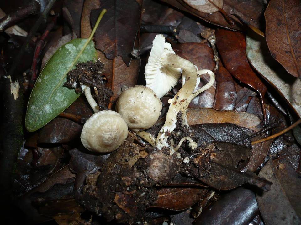 Clitocybe herbarum image