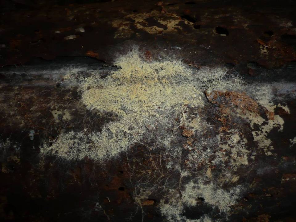 Coniophora arida image