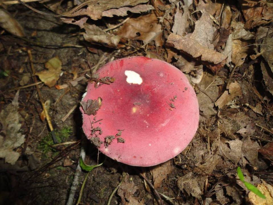 Russula fucosa image