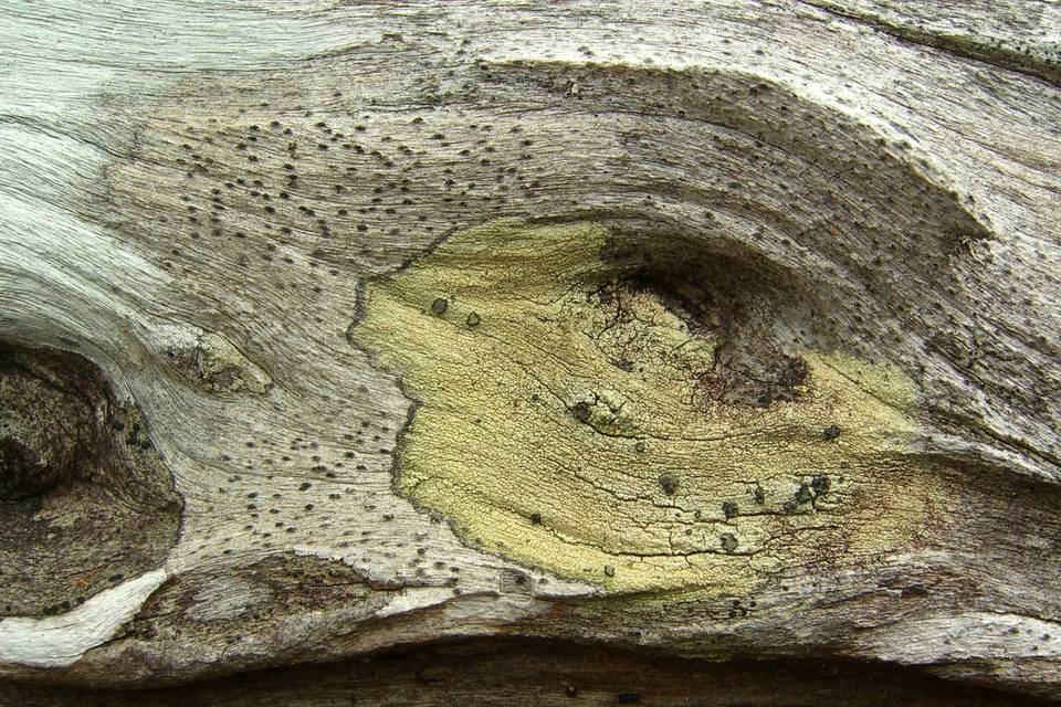 Buellia gerontoides image