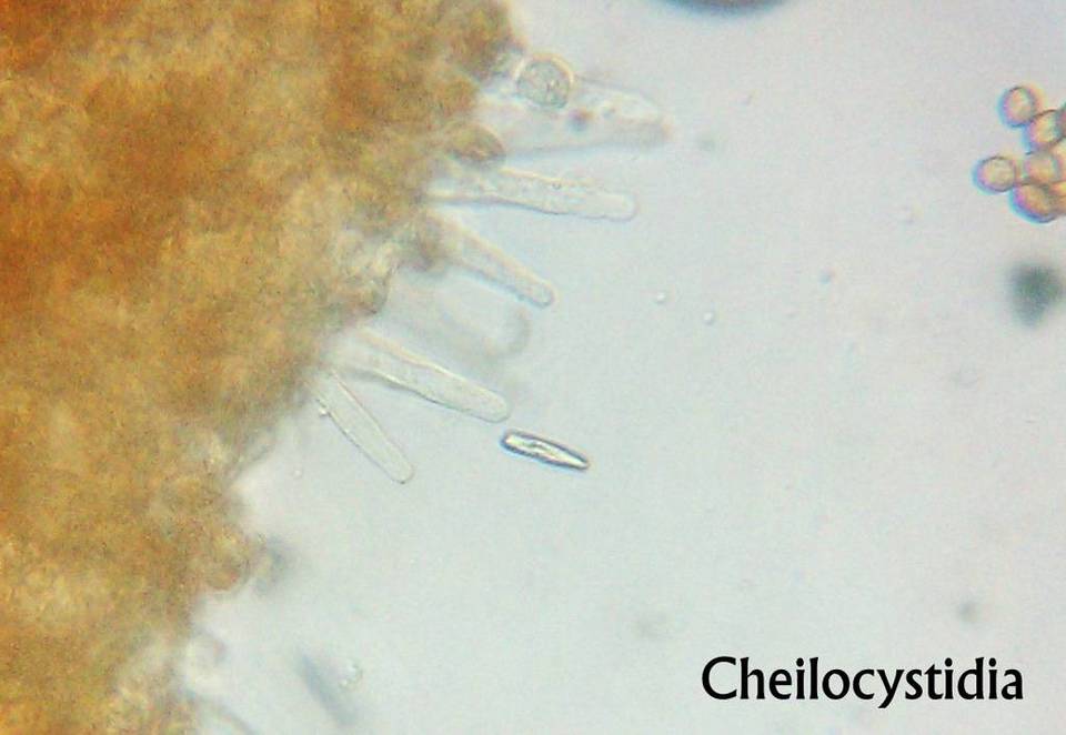 Galerina atkinsoniana image