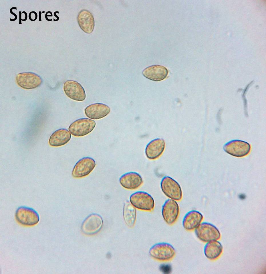 Galerina atkinsoniana image