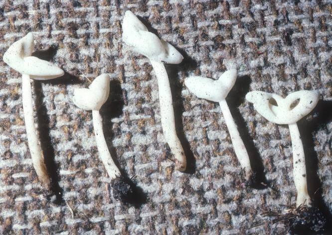 Helvella latispora image