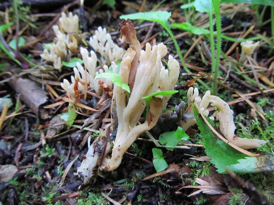 Clavulina cristata var. bicolor image
