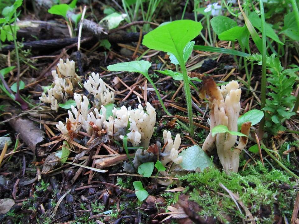 Clavulina cristata var. bicolor image