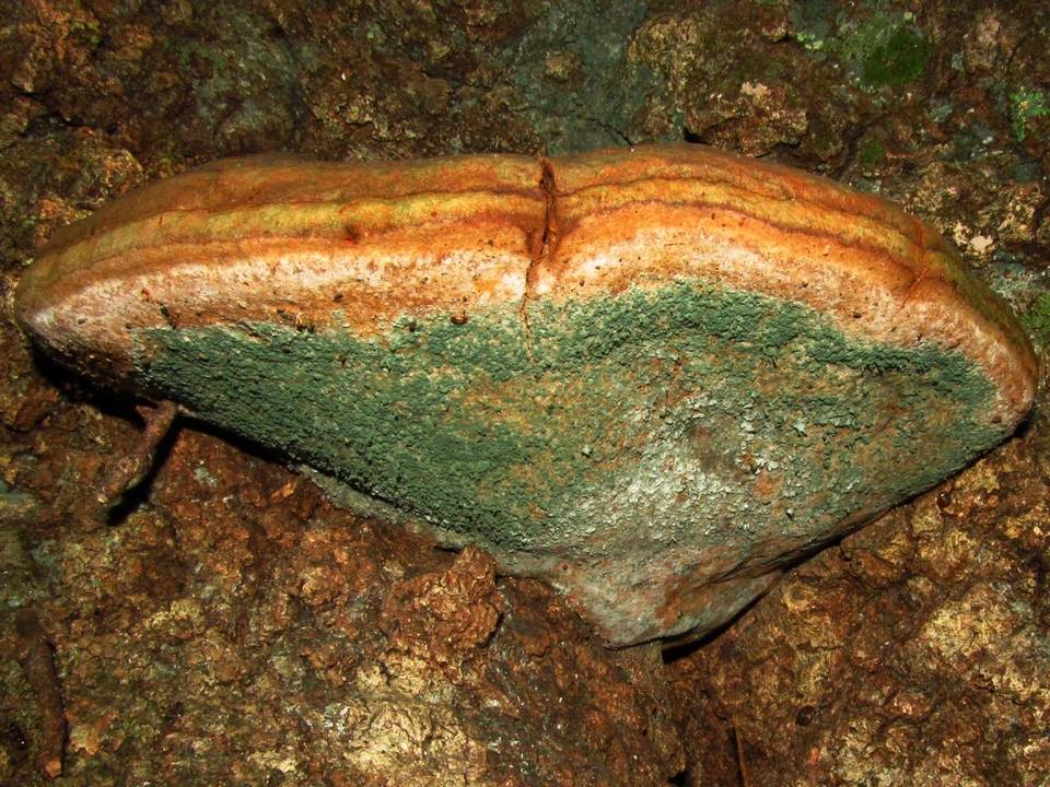 Trichoderma harzianum image