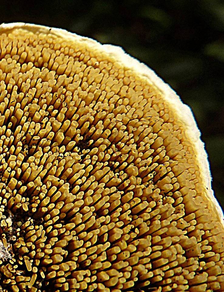 Gyrodontium sacchari image