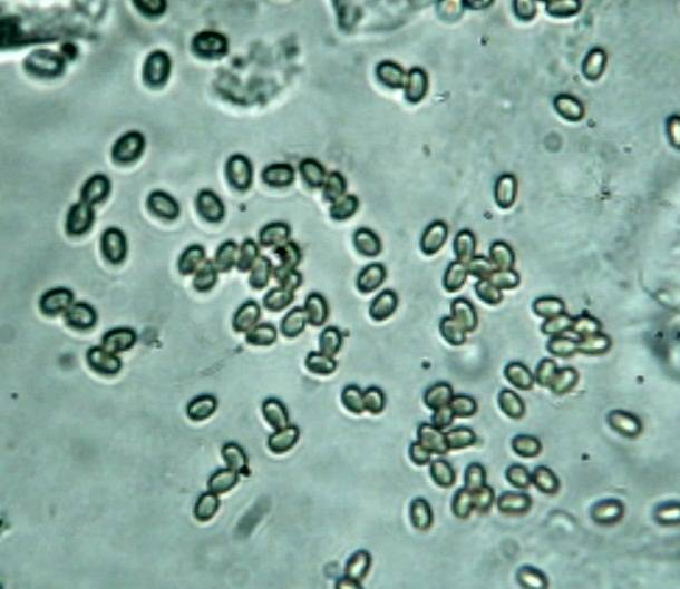 Gyrodontium image