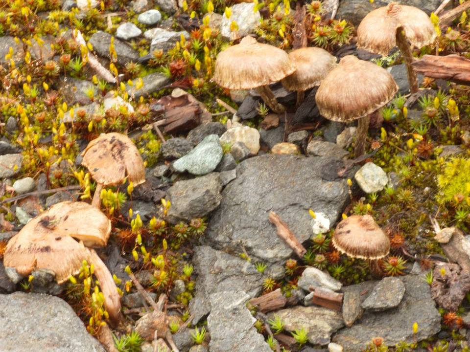 Inocybe lacera var. lacera image