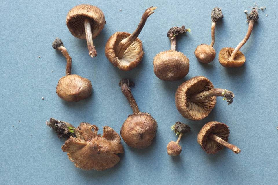 Inocybe lacera var. lacera image