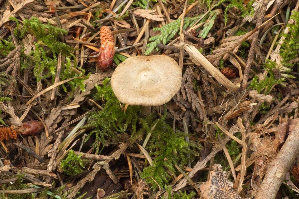 Inocybe castanea image