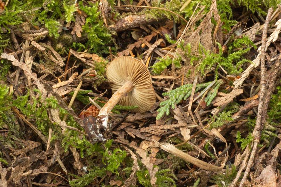 Inocybe castanea image
