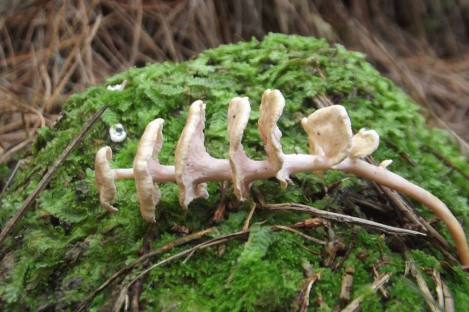 Podoserpula pusio var. pusio image