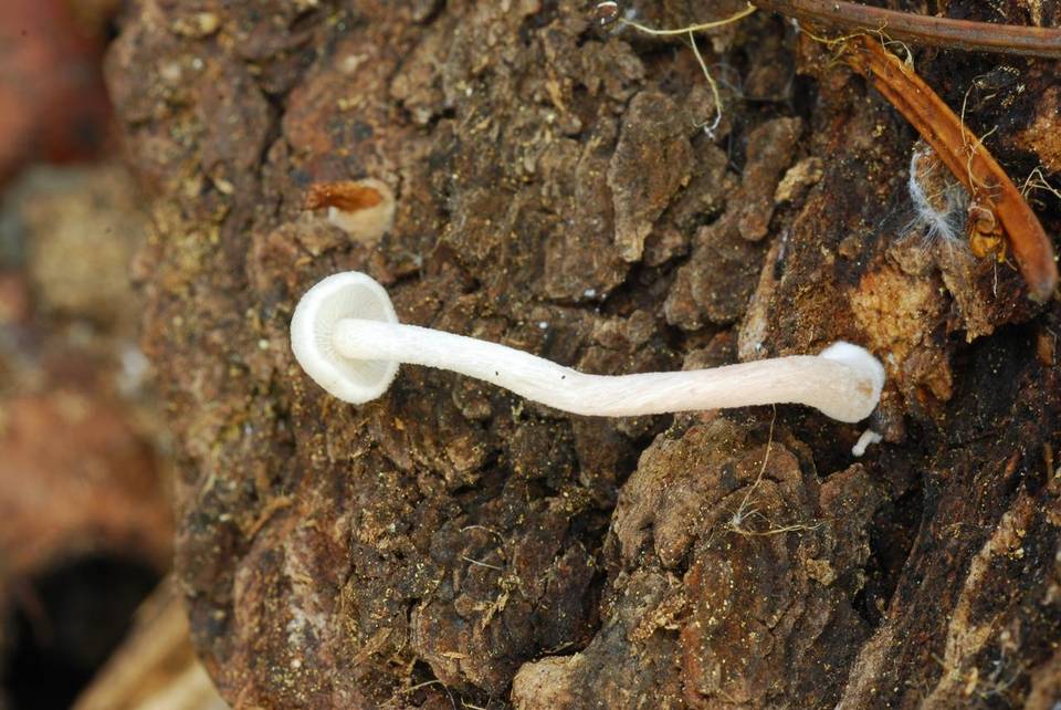 Collybia bakerensis image