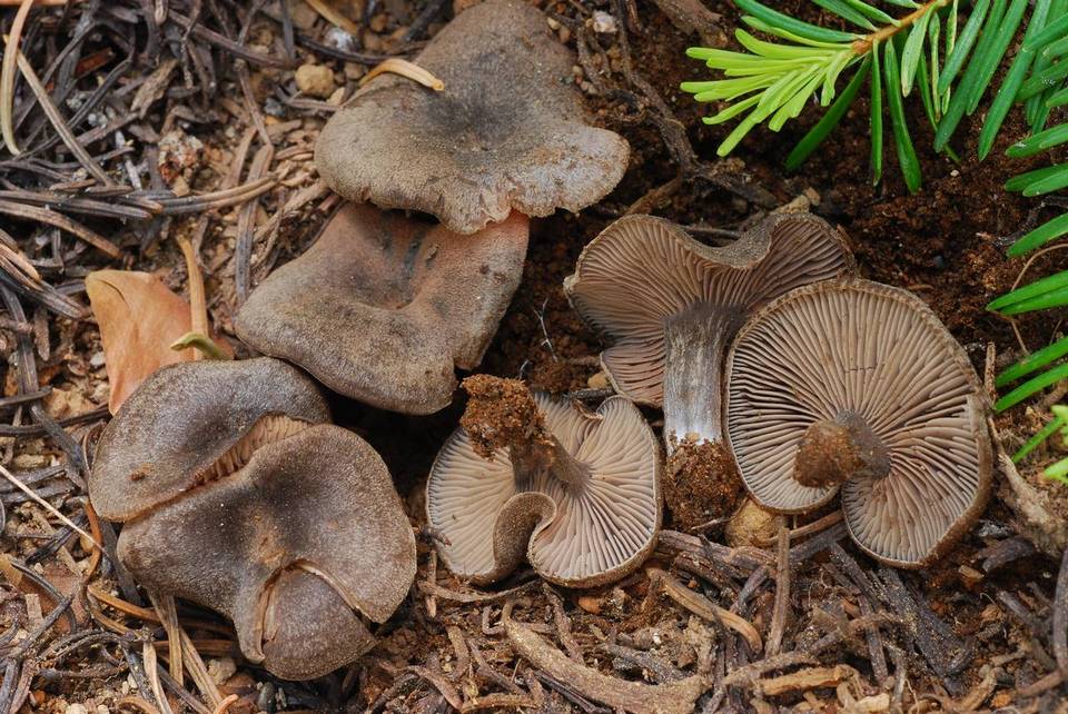 Entoloma perundatum image
