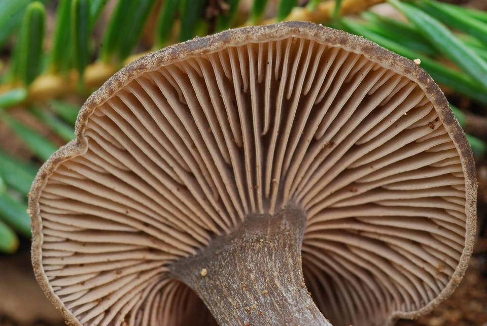 Entoloma perundatum image