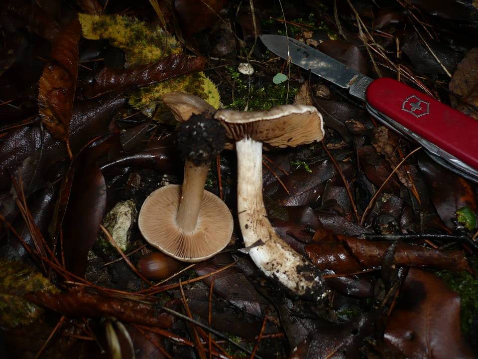 Cortinarius aprinus image