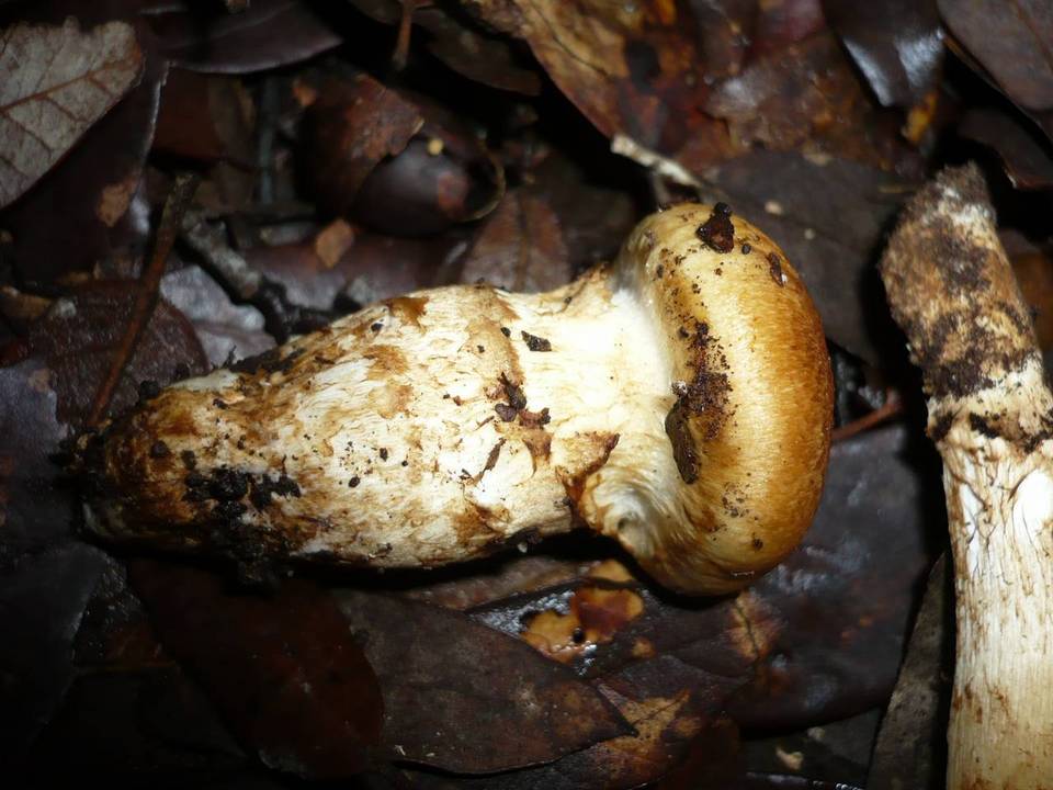Cortinarius caligatus image