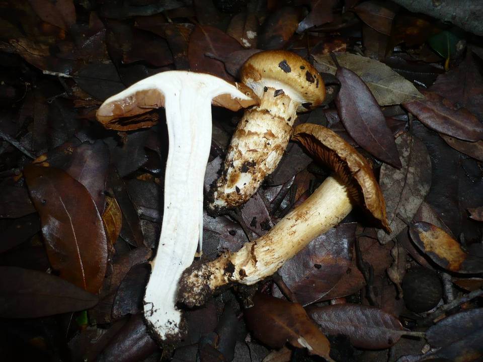 Cortinarius caligatus image