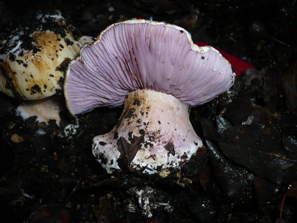 Cortinarius cedretorum image