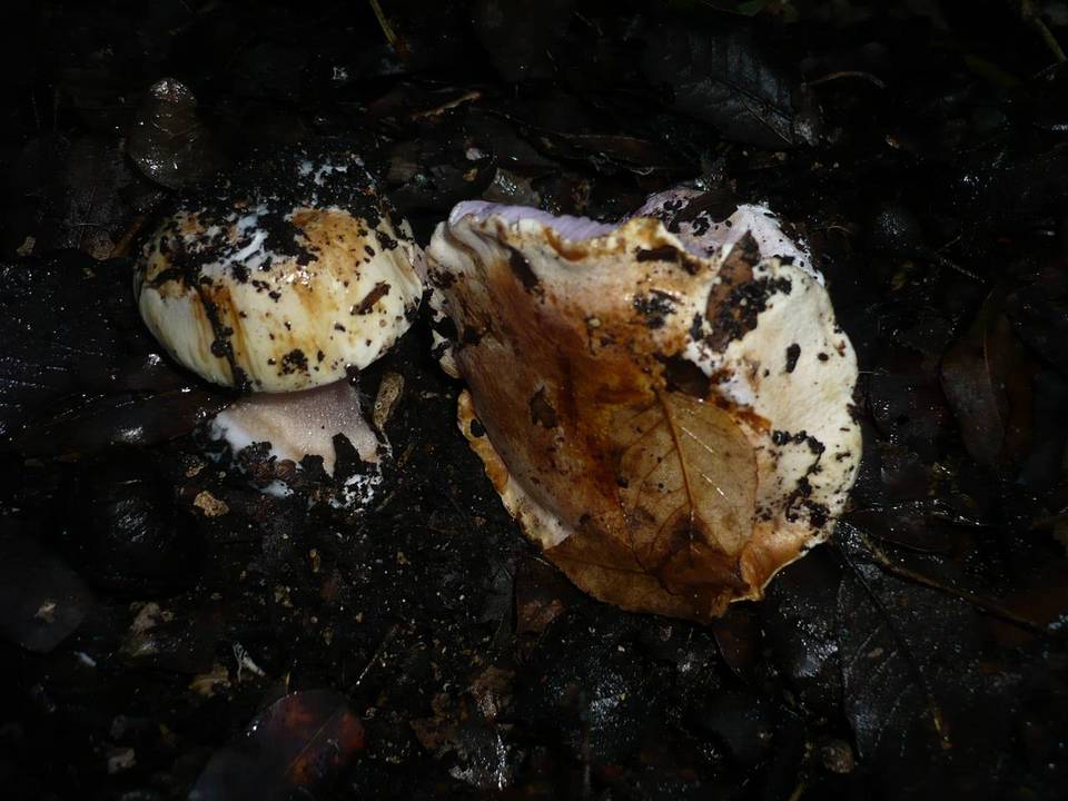 Cortinarius cedretorum image