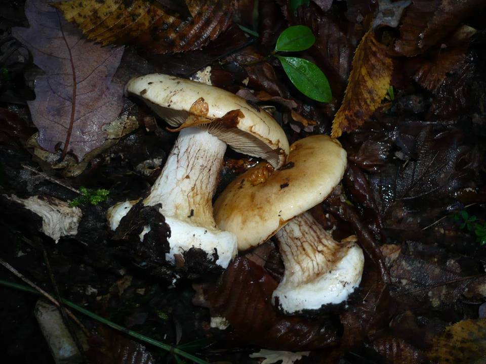 Cortinarius cedretorum image