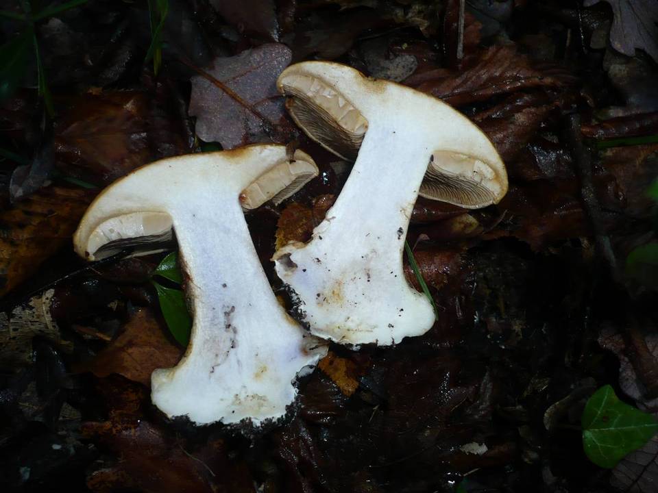 Cortinarius cedretorum image