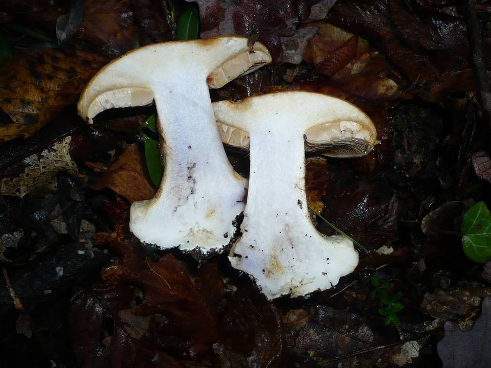 Cortinarius cedretorum image