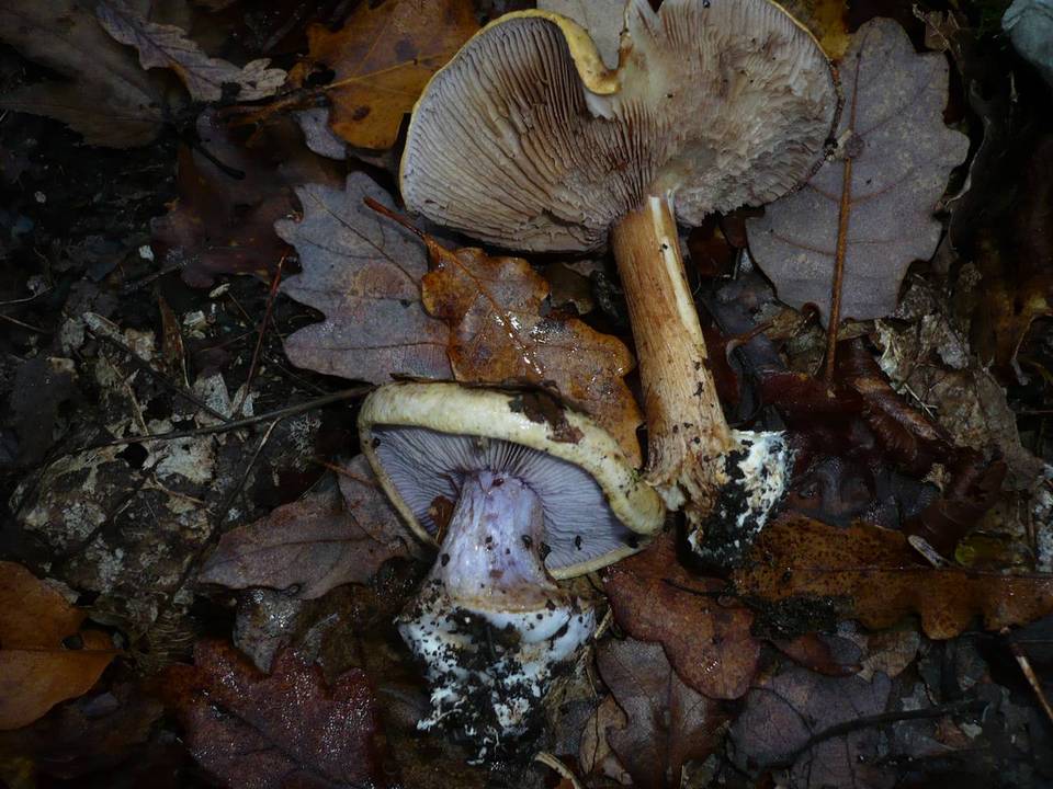 Cortinarius cedretorum image