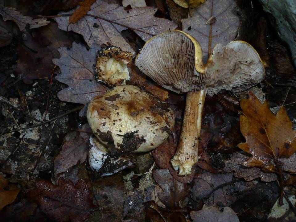 Cortinarius cedretorum image