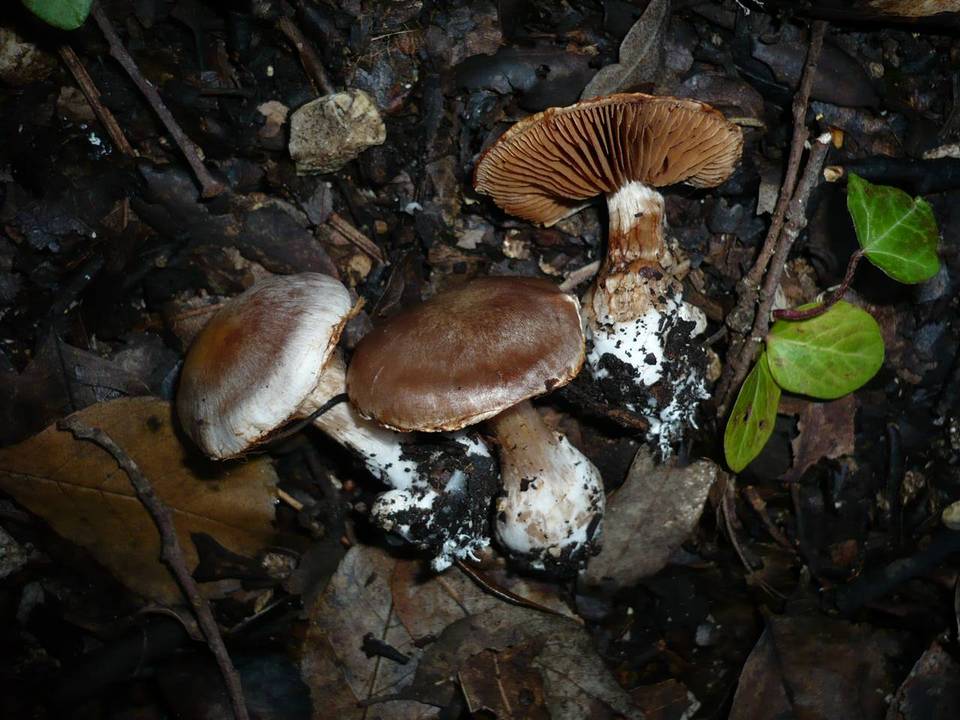 Cortinarius aprinus image