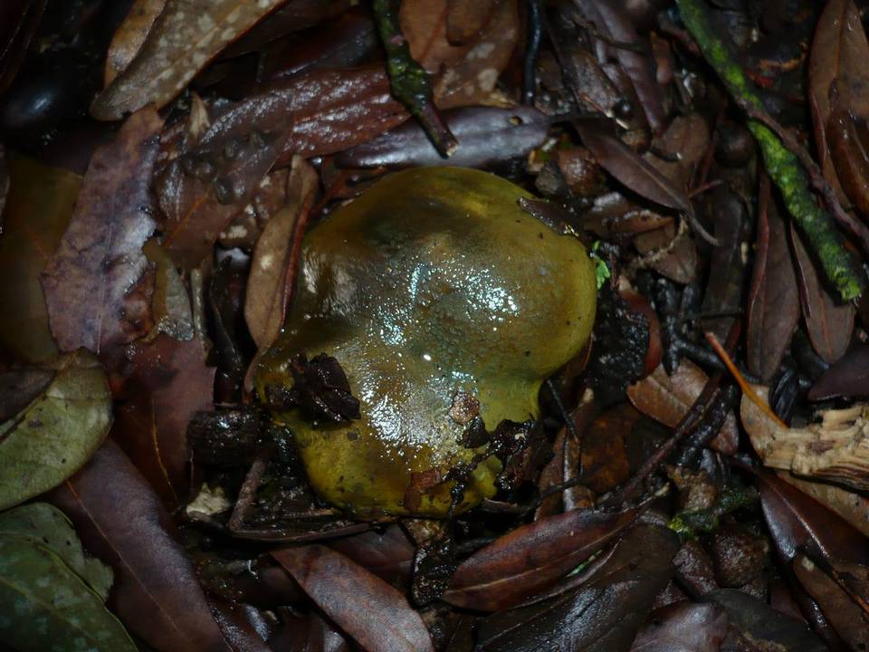Cortinarius ionochlorus image