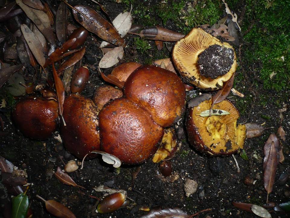 Cortinarius splendens image